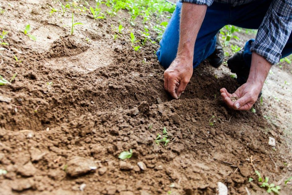 From Seed to Sip: The Ultimate Guide to Harvesting Your beans